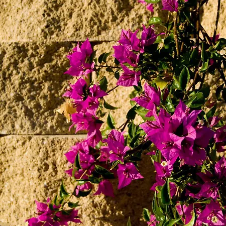 Il Falco * SantʼElpidio a Mare